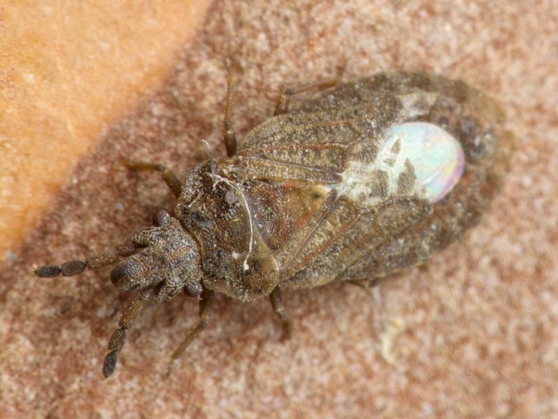 Aradus cinnamomeus Panzer, 1806